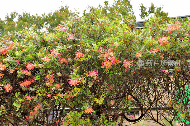 Grevillea Banksii /红色丝滑橡木花